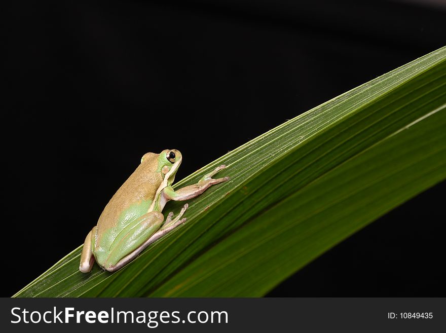 Frog Green Tree Animal