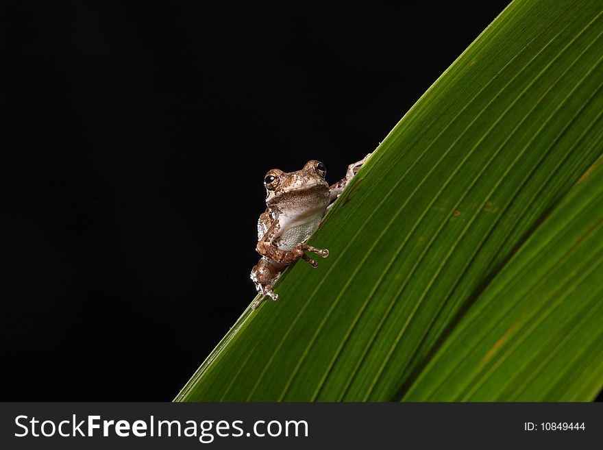 Frog Gray Tree