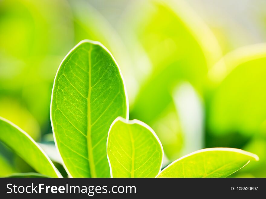 Closeup green nature leaf on sunlight, natural green plants using as a background or wallpaper