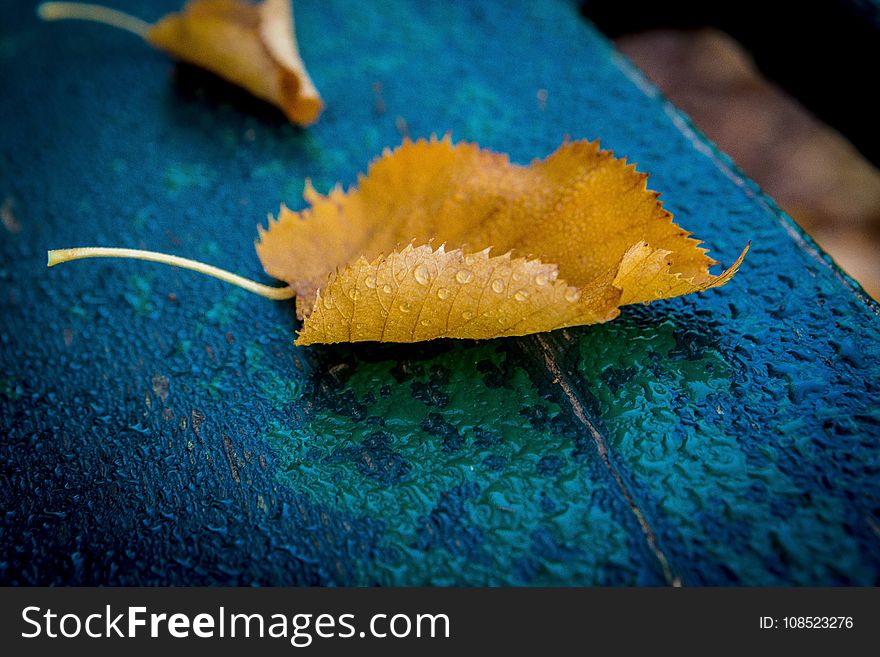 Leaf, Macro Photography, Close Up, Organism