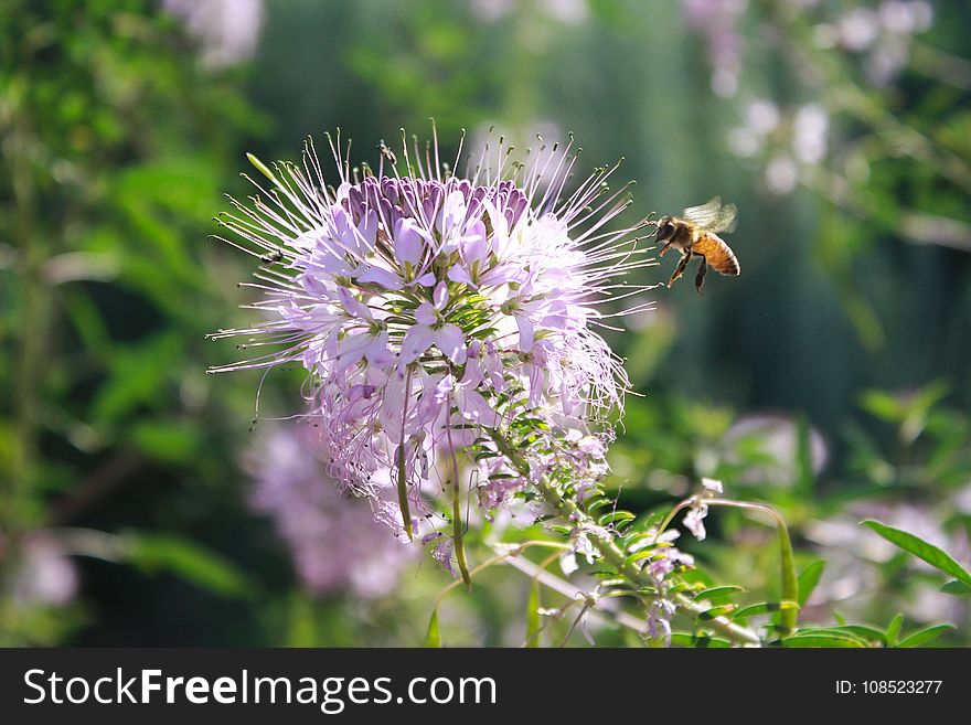 Bee, Flora, Flower, Honey Bee