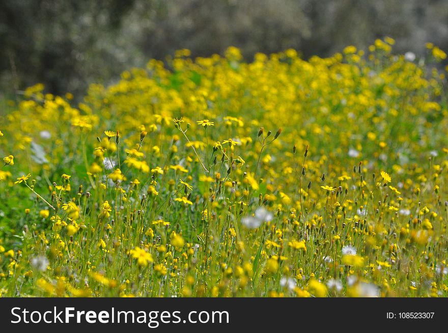 Flower, Yellow, Meadow, Flora