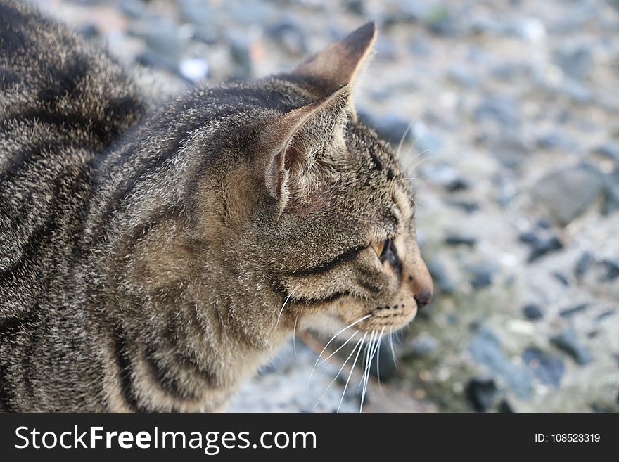 Cat, Whiskers, Mammal, Fauna