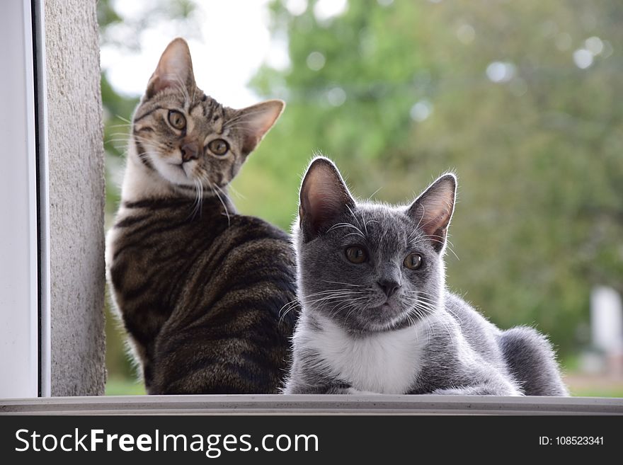 Cat, Small To Medium Sized Cats, Cat Like Mammal, Fauna