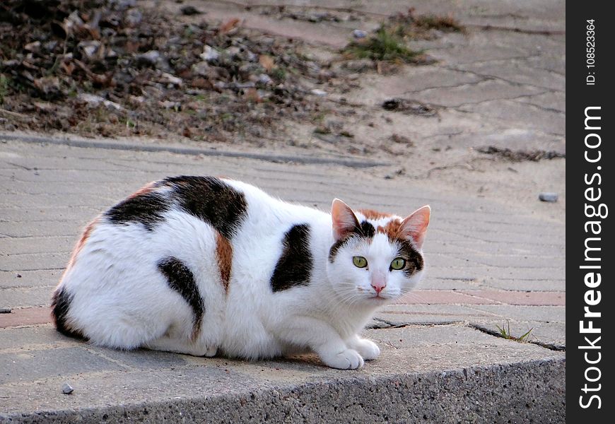 Cat, Fauna, Small To Medium Sized Cats, Cat Like Mammal