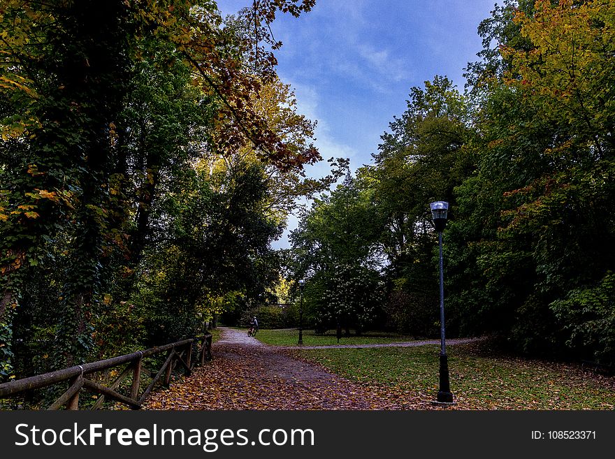 Leaf, Nature, Tree, Sky