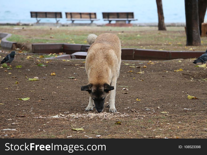 Fauna, Wildlife, Dog Breed Group, Street Dog