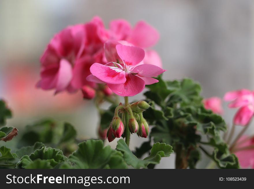 Flower, Pink, Plant, Flora