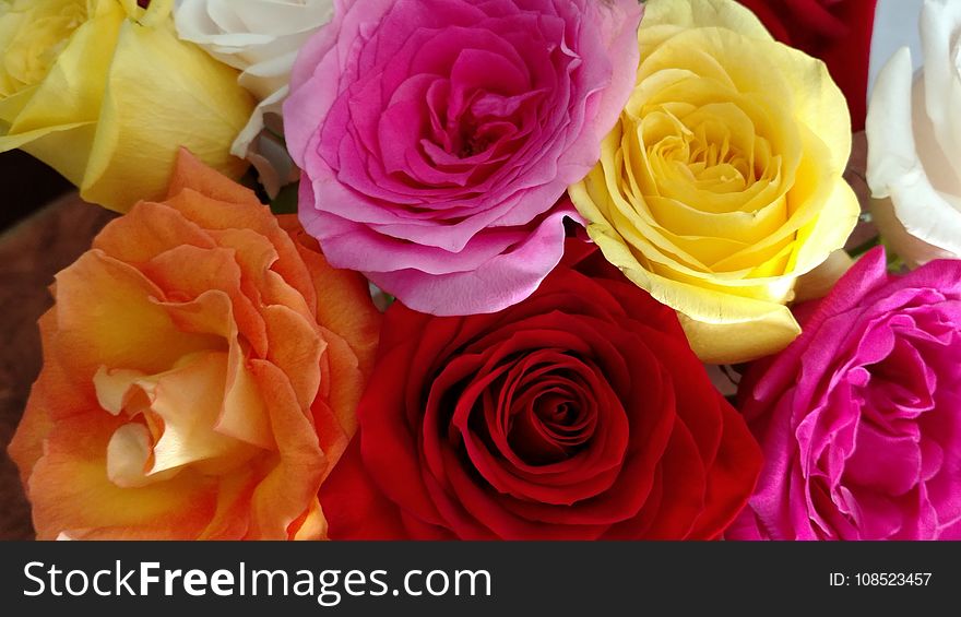 Flower, Rose, Rose Family, Yellow