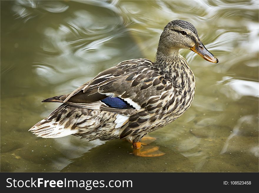 Bird, Duck, Mallard, Water