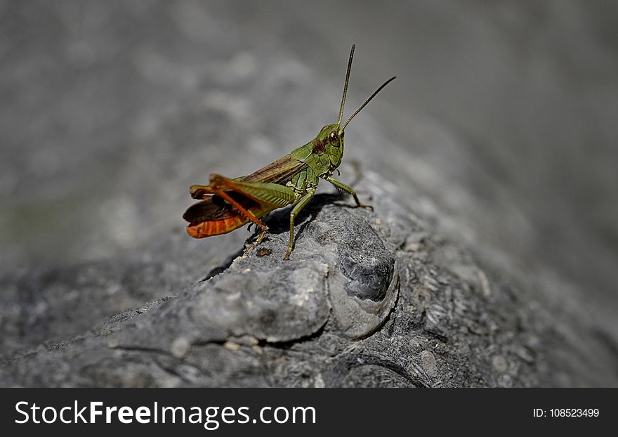 Insect, Grasshopper, Invertebrate, Fauna