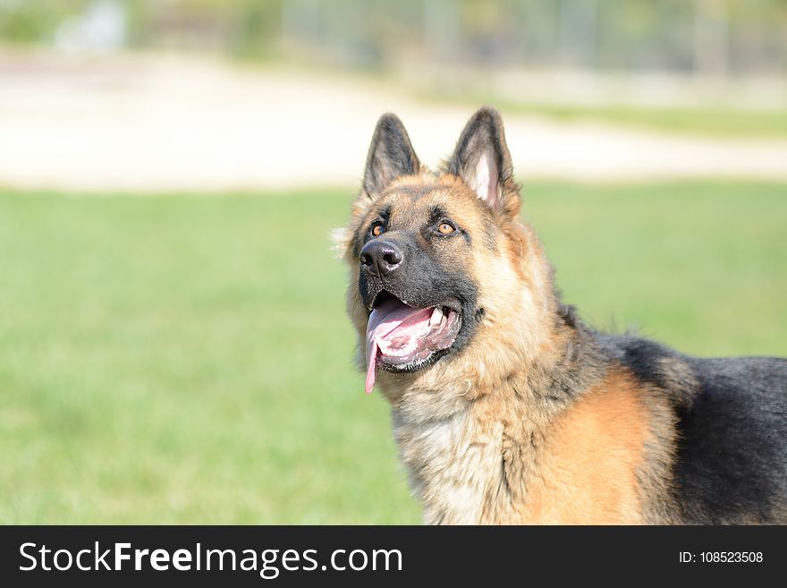 Dog, Old German Shepherd Dog, Dog Like Mammal, Dog Breed