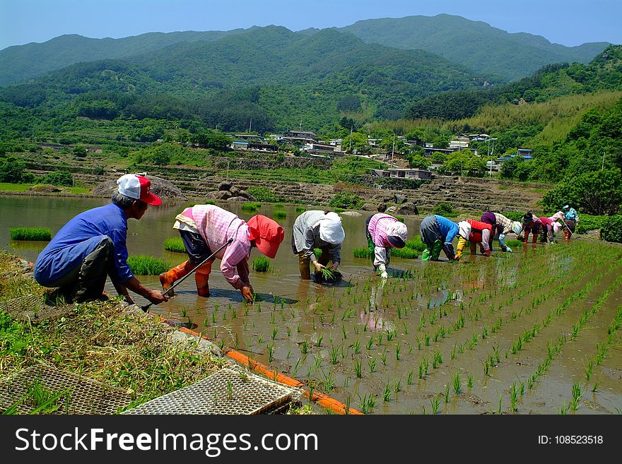 Agriculture, Plant, Field, Rural Area