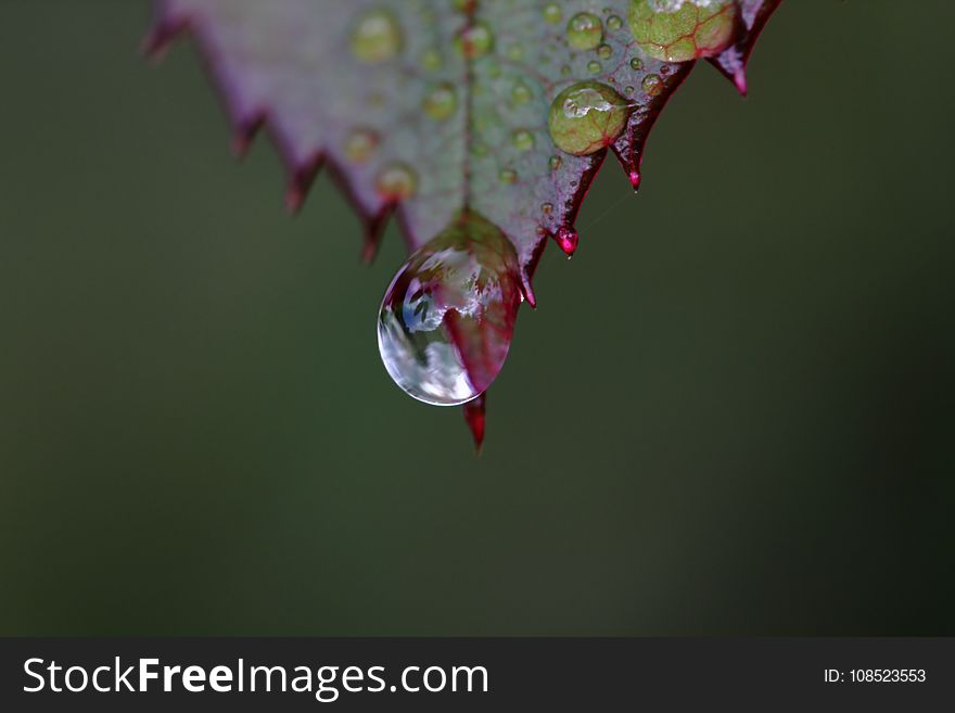 Water, Leaf, Drop, Dew