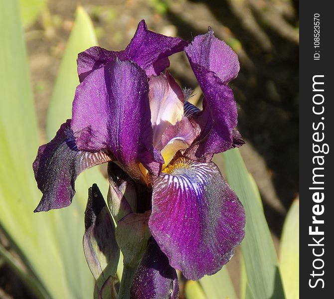 Flower, Plant, Flowering Plant, Purple