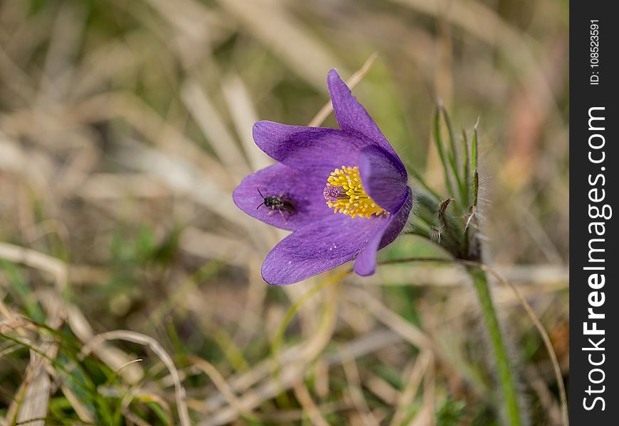 Flower, Flora, Plant, Purple