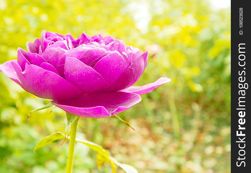 Flower, Purple, Petal, Close Up