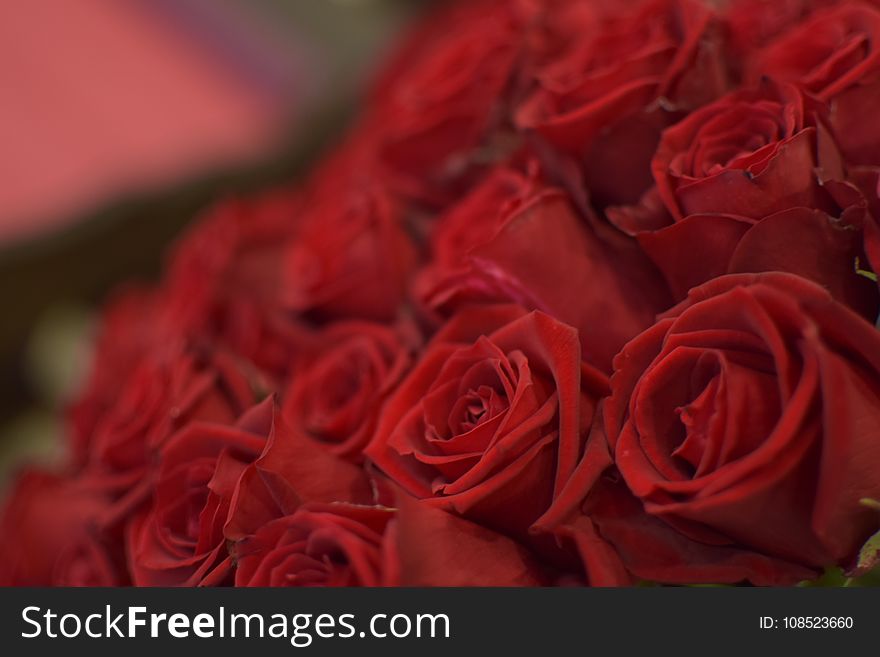 Flower, Rose, Red, Garden Roses