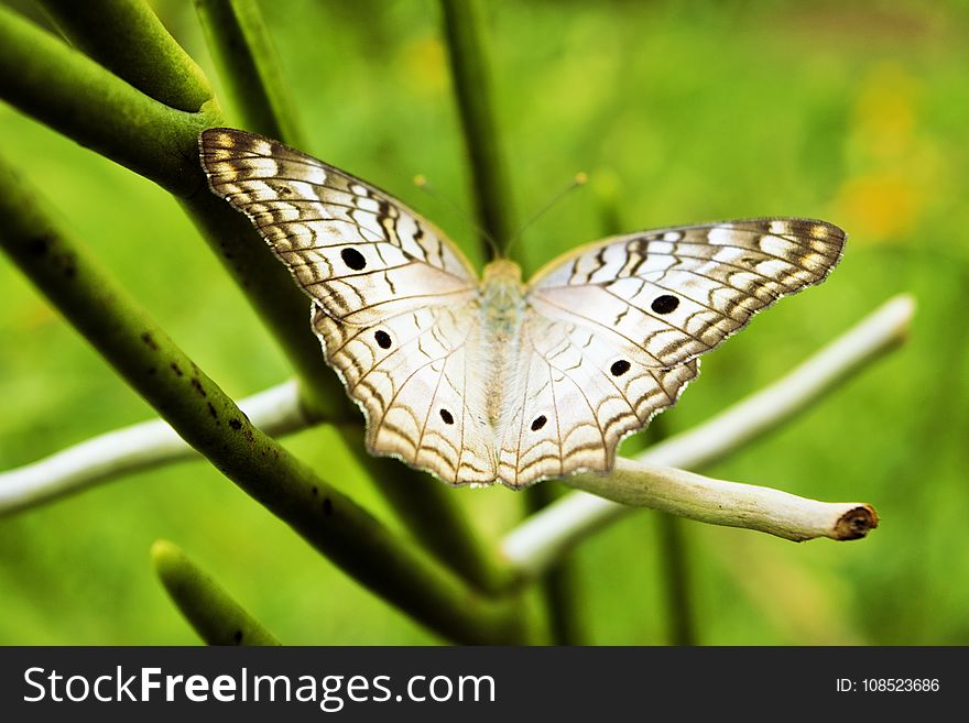 Butterfly, Moths And Butterflies, Insect, Lycaenid