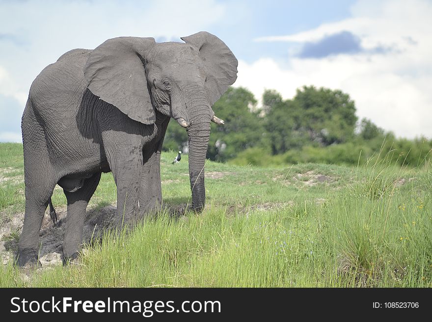 Elephant, Elephants And Mammoths, Wildlife, Grassland