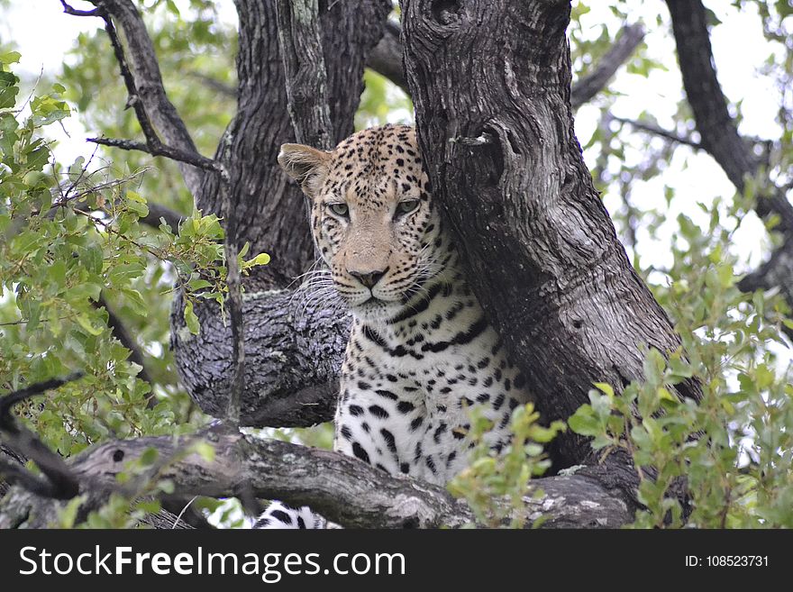 Leopard, Terrestrial Animal, Wildlife, Jaguar