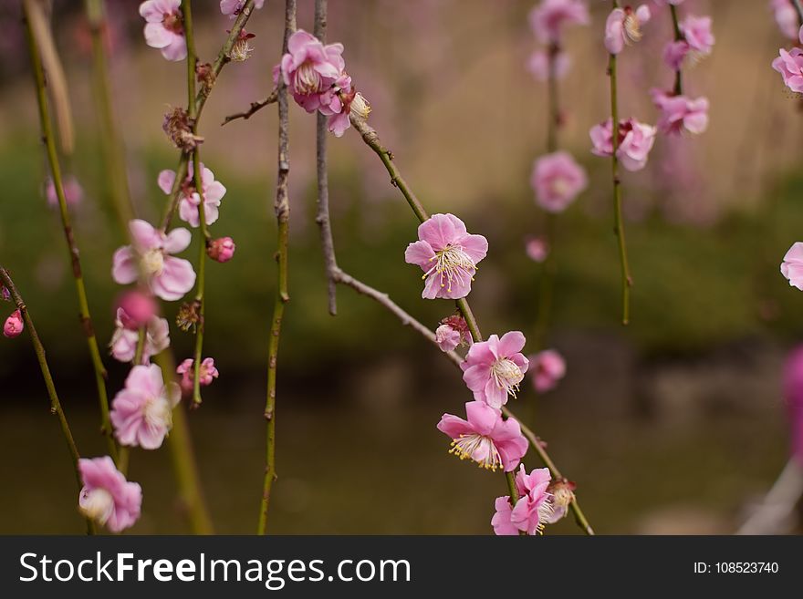 Blossom, Pink, Branch, Flower