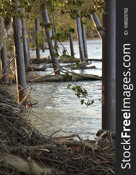 Water, Tree, Reflection, Wetland