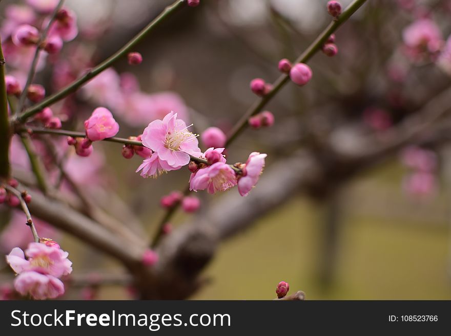 Blossom, Pink, Branch, Spring