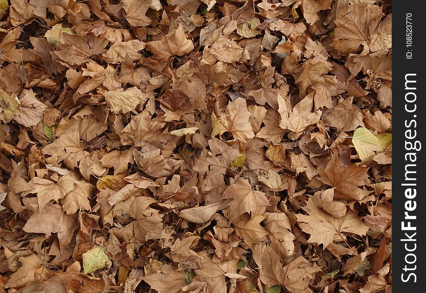 Leaf, Deciduous, Autumn, Soil