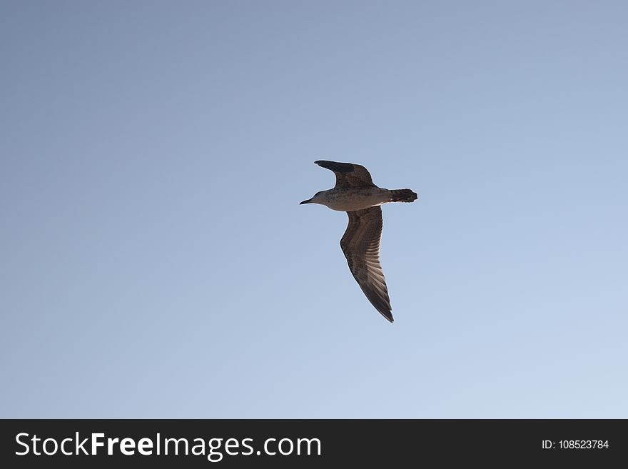 Bird, Fauna, Sky, Seabird