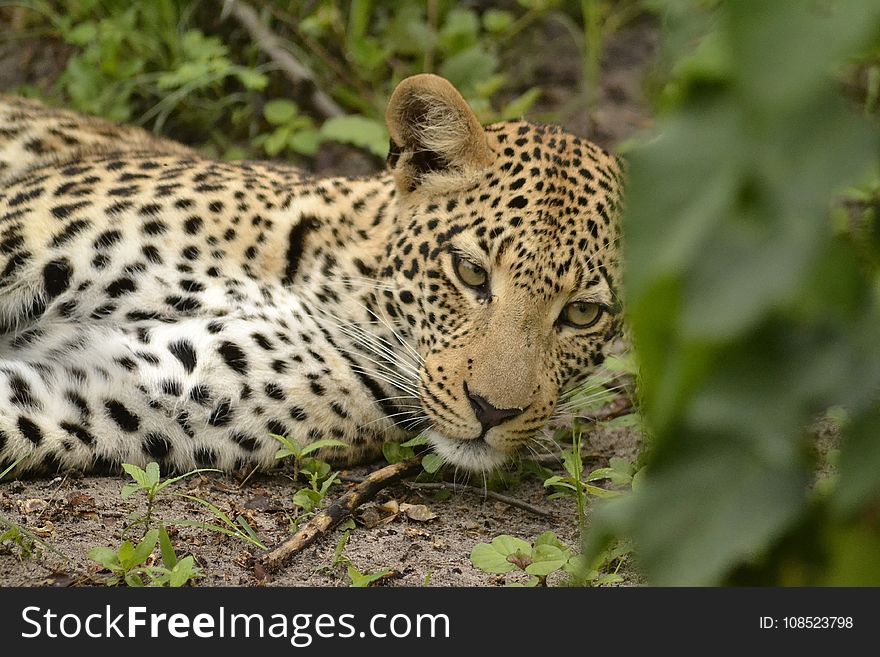 Leopard, Wildlife, Terrestrial Animal, Mammal