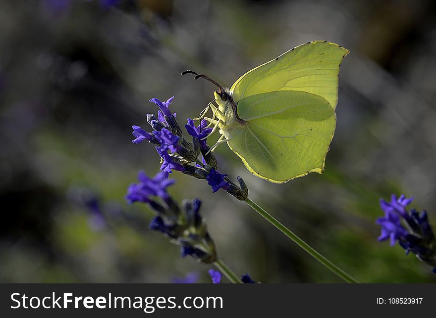 Butterfly, Moths And Butterflies, Insect, Lycaenid