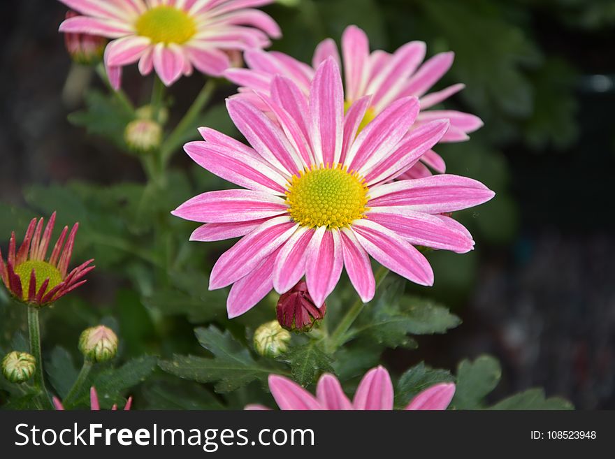 Flower, Plant, Marguerite Daisy, Flora