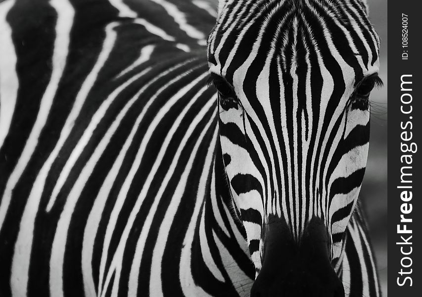 Zebra, Wildlife, Black, Black And White