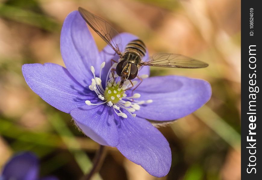 Flower, Blue, Flora, Honey Bee