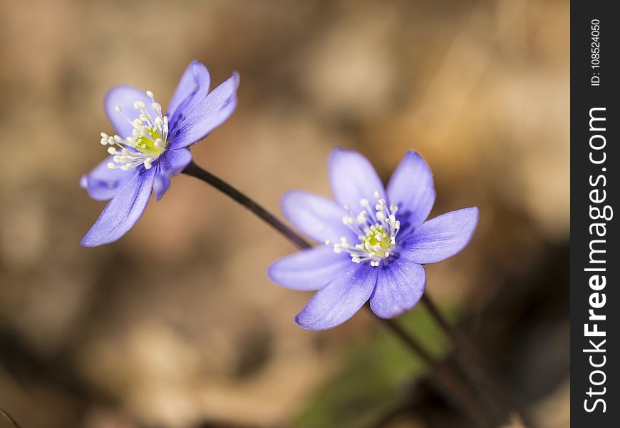 Flower, Blue, Flora, Wildflower