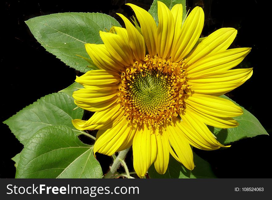 Flower, Sunflower, Yellow, Sunflower Seed