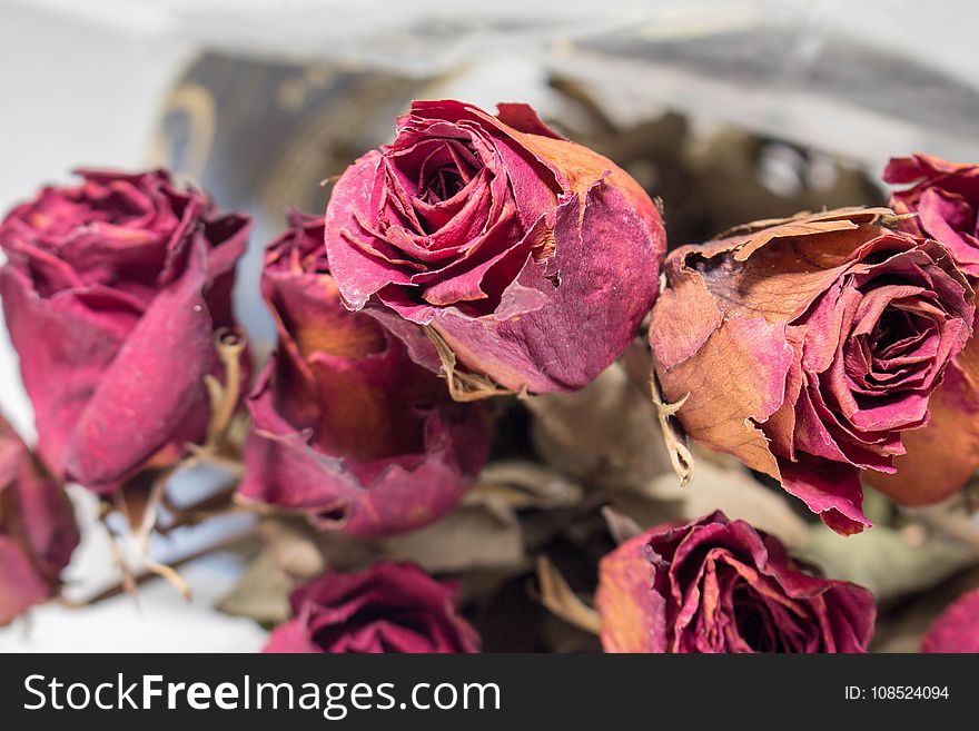 Flower, Rose, Pink, Rose Family