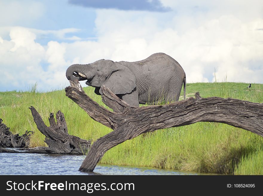 Wildlife, Elephants And Mammoths, Fauna, Terrestrial Animal
