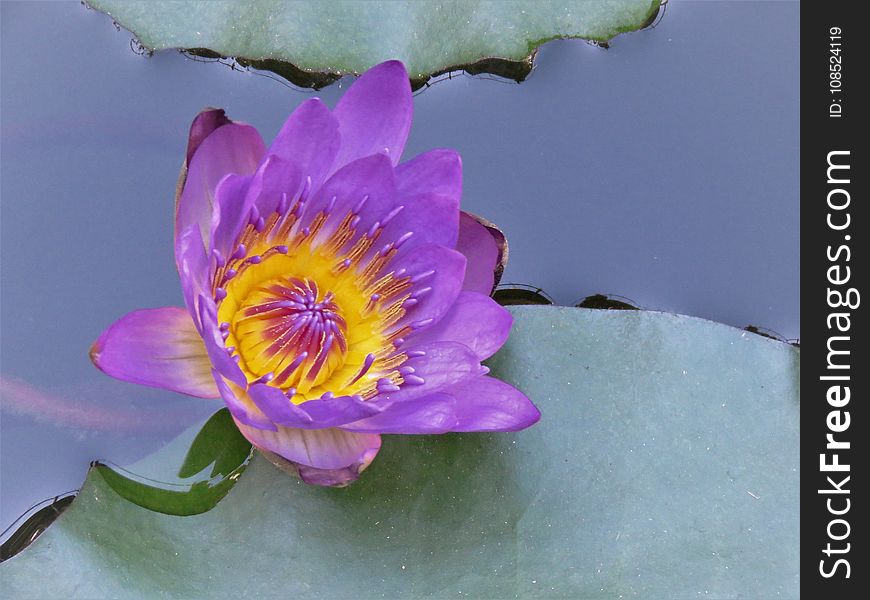 Flower, Flora, Plant, Purple