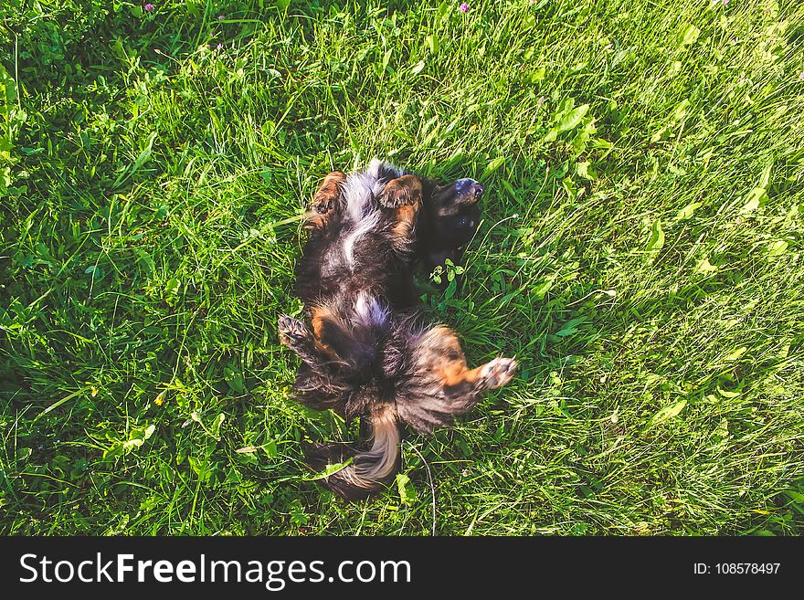 Dog on the green grass