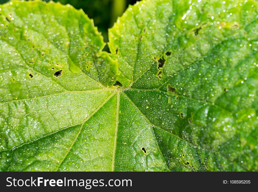 Cucumber Leaf In Water Drops