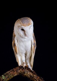 Barn Owl Resting On A Tree Branch. Stock Photos