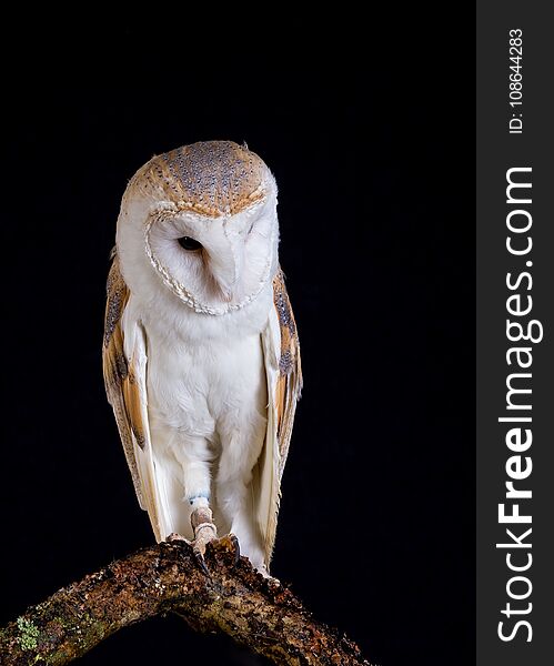 A Barn Owl resting on a tree branch with black background. A Barn Owl resting on a tree branch with black background.