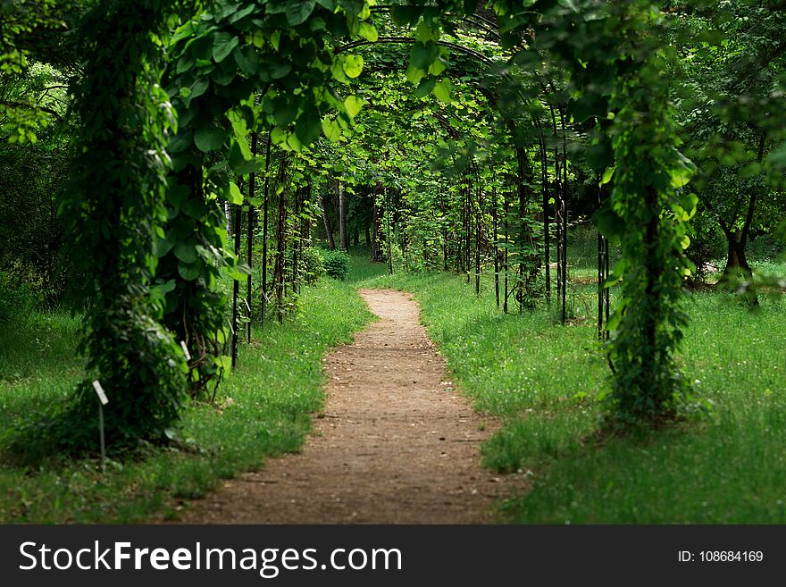Arch into a park in summer. green vine arch path