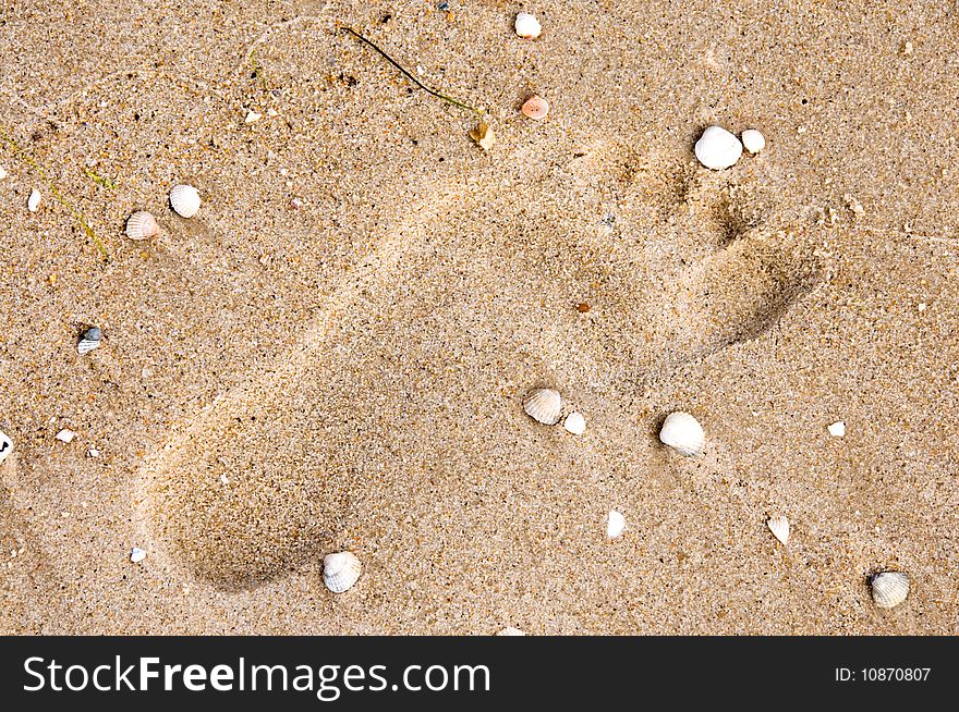 Footprint On Sand With Shells
