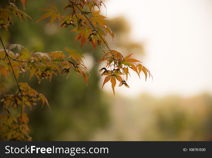 Leaf, Autumn, Flora, Plant