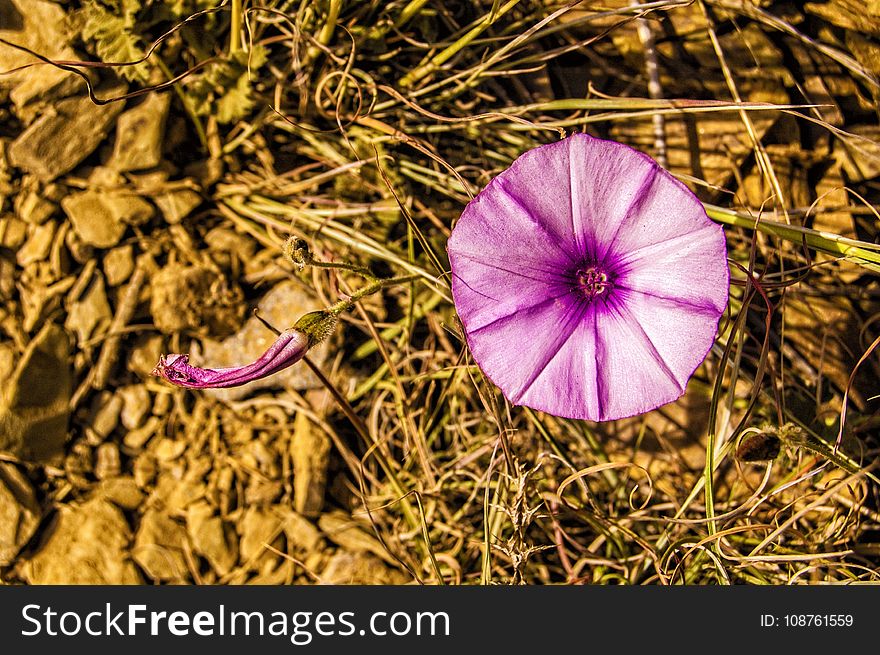 Flower, Flora, Purple, Plant