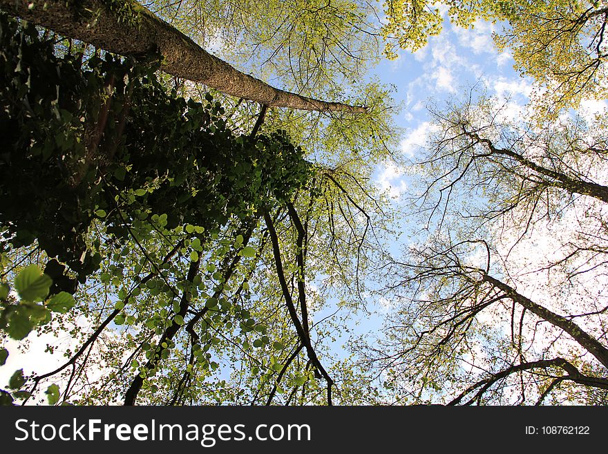 Tree, Nature, Branch, Leaf