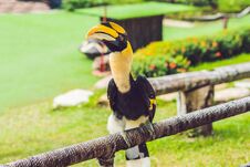 Free Wildlife And Rainforest Exotic Tropical Birds In A Bird Park Stock Image - 108787851